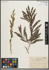 Foto von Salix purpurea L.